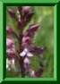 orchis purpurea X orchis militaris