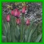 tulipe d'aime