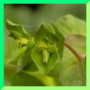 Euphorbia des jardins