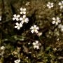 GypsophillaRepens_438_24.webp