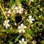 GypsophillaRepens_438_33.webp