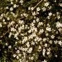 GypsophillaRepens_438_8.webp