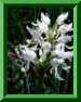 Orchis simia f. albiflora