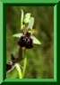 ophrys X Ophrys