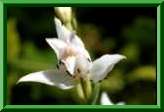 Cephalanthera rubra,albiflora