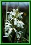 Dactylorhiza maculata f. candidissima