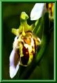 Ophrys apifera var trolli