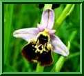 Ophrys fuciflora, holoserica