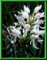 orchis simia, albiflora
