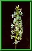 Gymnadenia conopsea densiflora