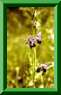 Ophrys élevé