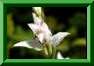 Cephalanthera rubra albiflora