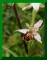 Ophrys apifera var botteronii