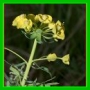 Euphorbia de sarato