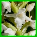 orchis odorant