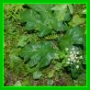 Heracleum sphondylium<br>alpinum