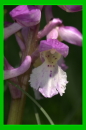 Androrchis mascula bicolor