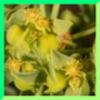 Euphorbia frele