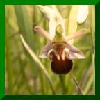 Ophrys apifera var friburgensis