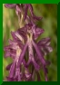 Orchis spuria